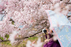 花柄の雨傘