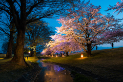 桜2018 #5