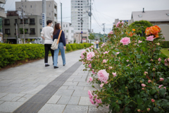 薔薇を見ながら