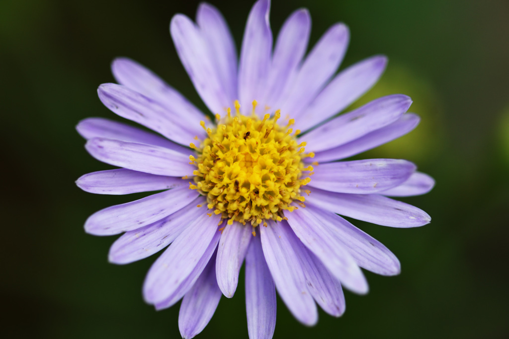 むずかしい名前の花