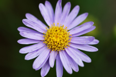 むずかしい名前の花