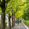 銀杏並木