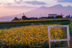 Sunflower Fes.