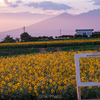 Sunflower Fes.