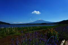 ラベンダーⅢ