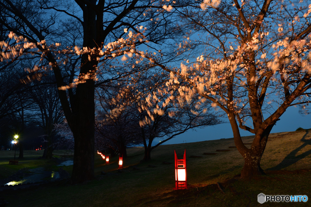 信玄堤の夜桜　満開２