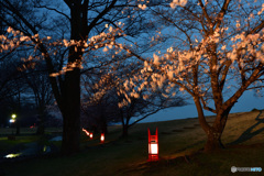 信玄堤の夜桜　満開２