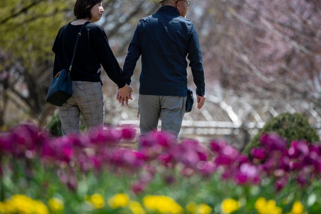 over the Tulips