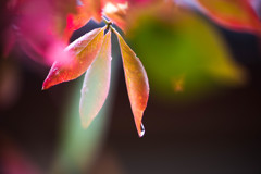 秋雨
