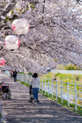 桜舞う遊歩道