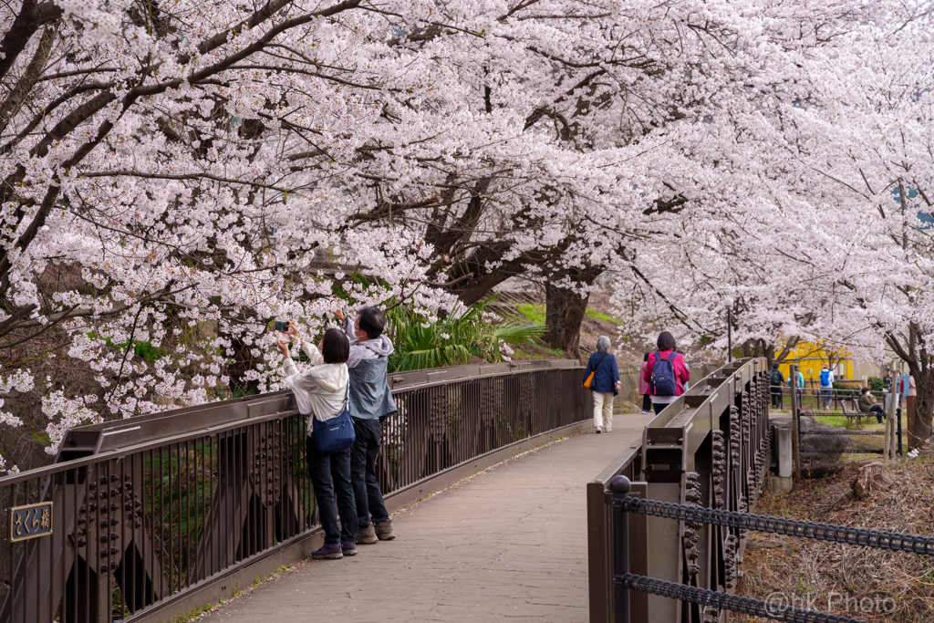 さくら橋