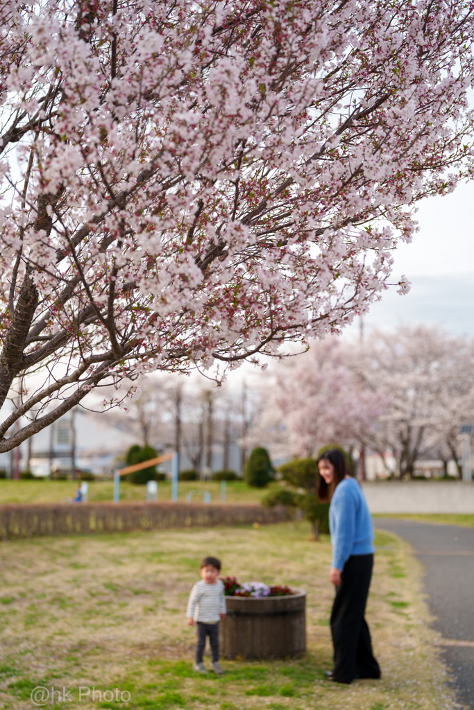 桜の下で