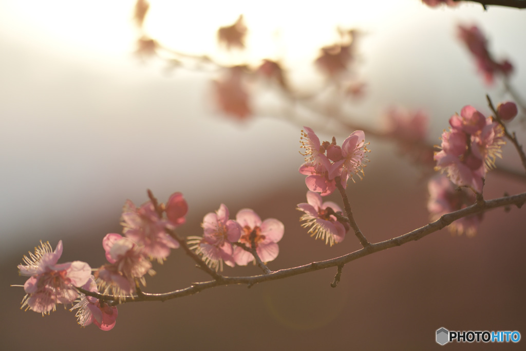 夕日と梅の花