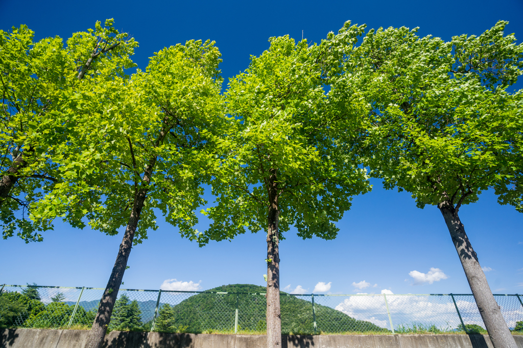 ６月の風