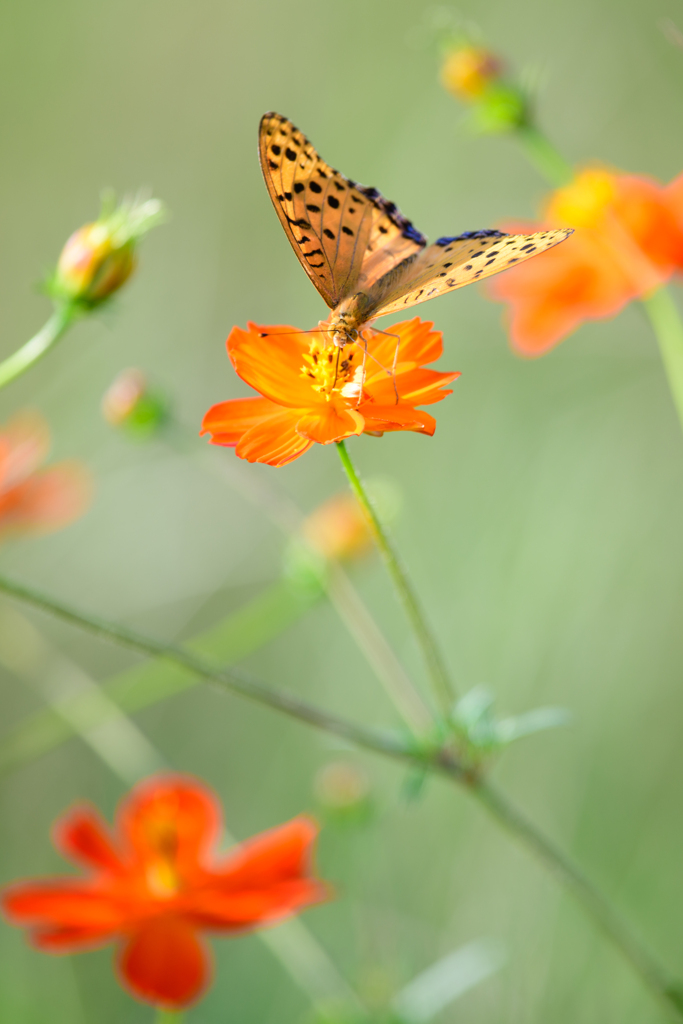 キバナコスモスとオレンジ蝶々