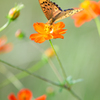キバナコスモスとオレンジ蝶々