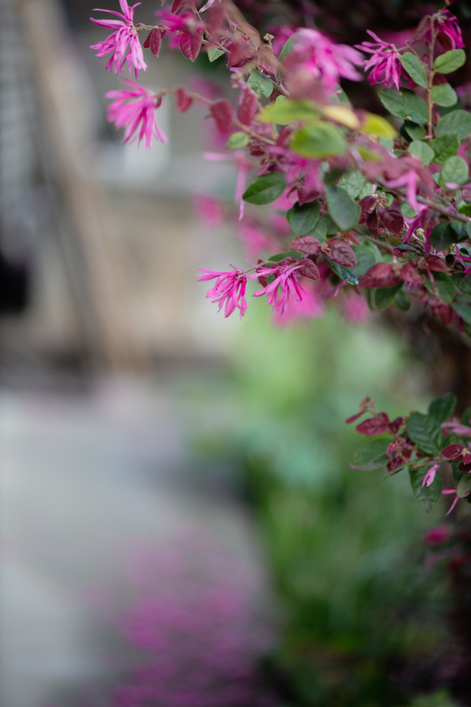 落ち花
