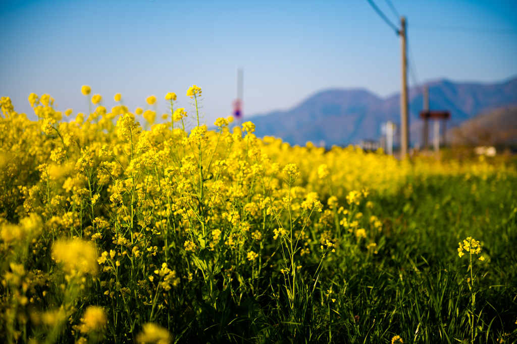 菜の花