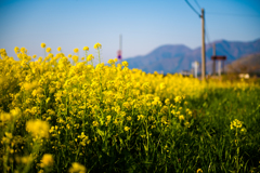 菜の花