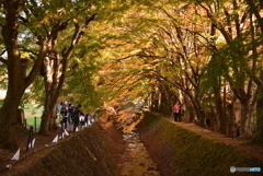 もみじのトンネル