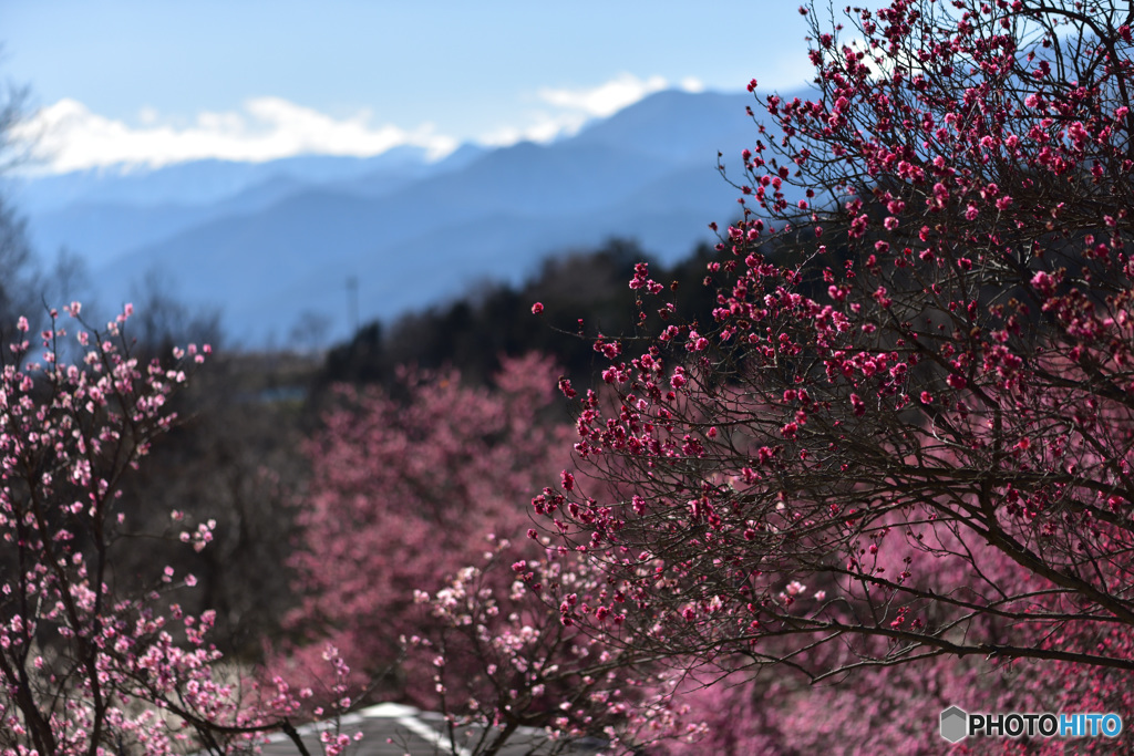 梅の里公園