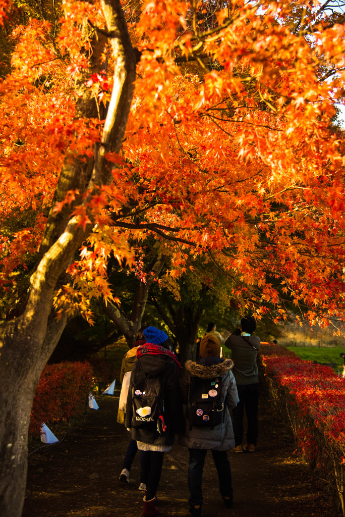 紅葉狩り