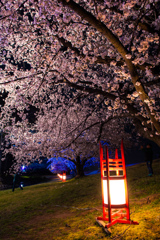 桜2018#1