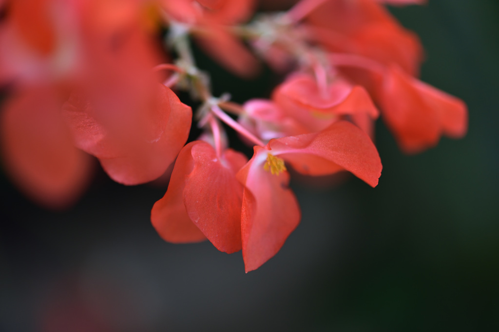 花の名は。