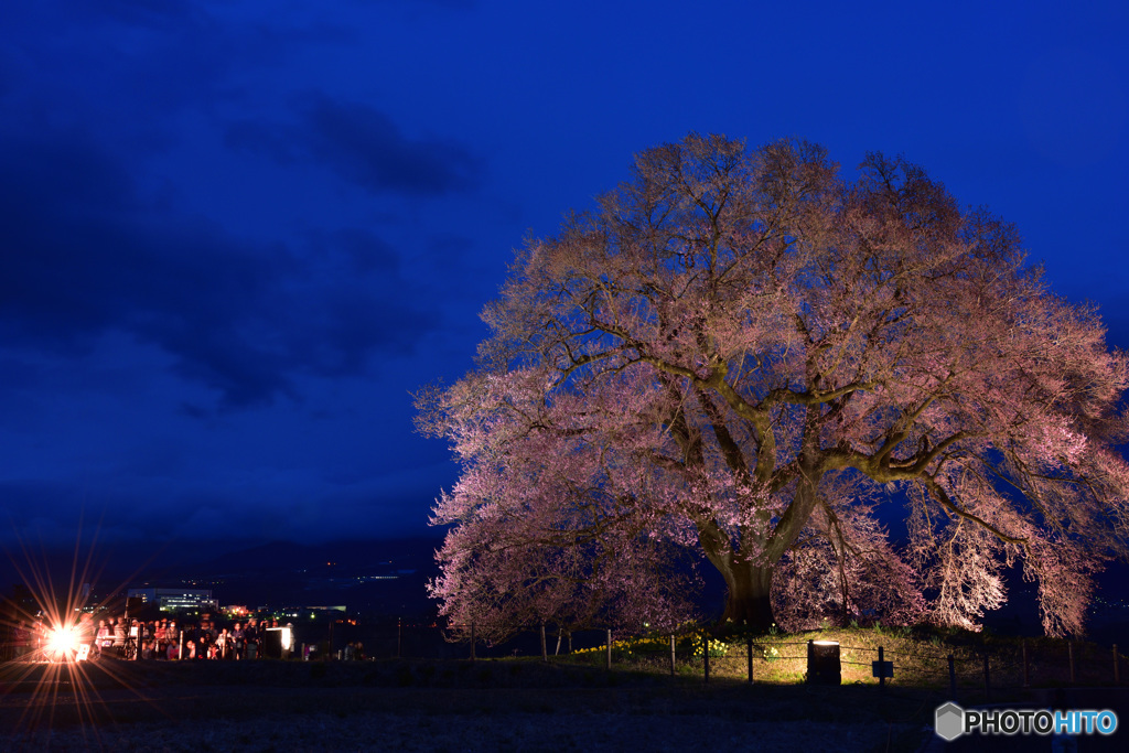 わに塚の桜　ライトアップ点灯式