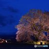 わに塚の桜　ライトアップ点灯式