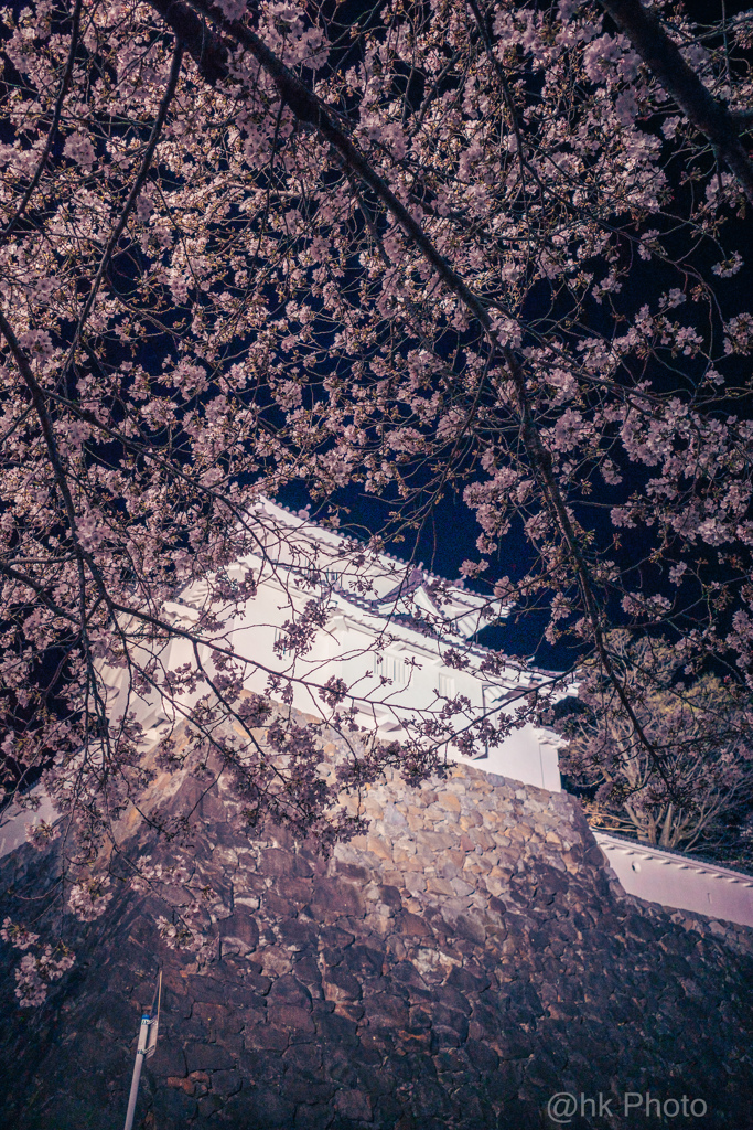 お城跡×桜