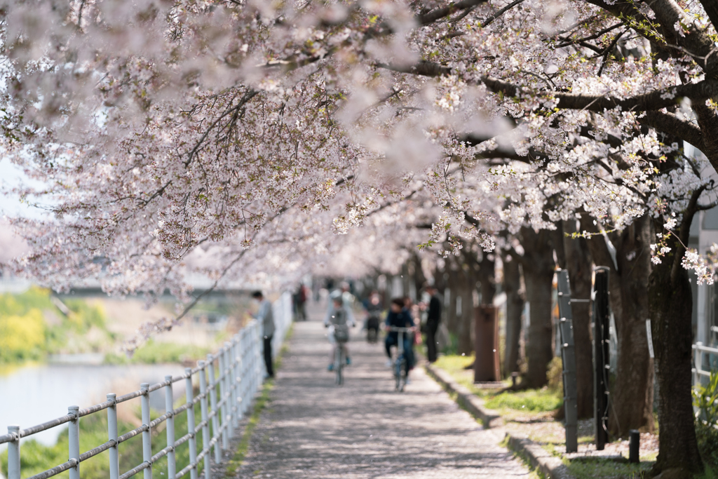 桜の木の下