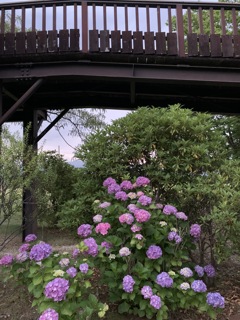 トワイライトの紫陽花