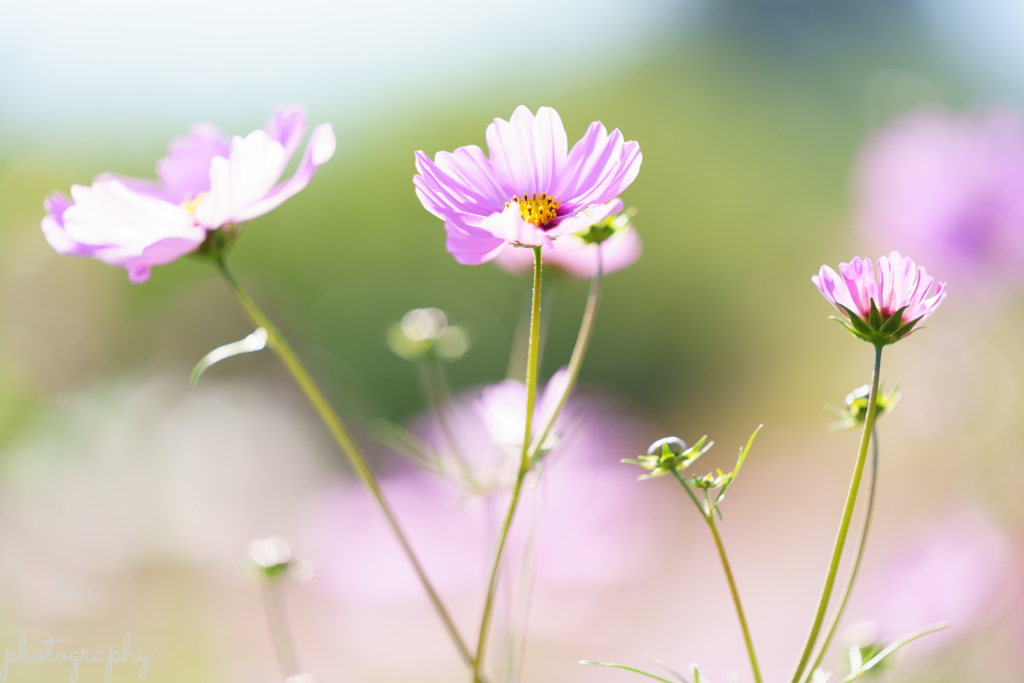 秋桜 #2