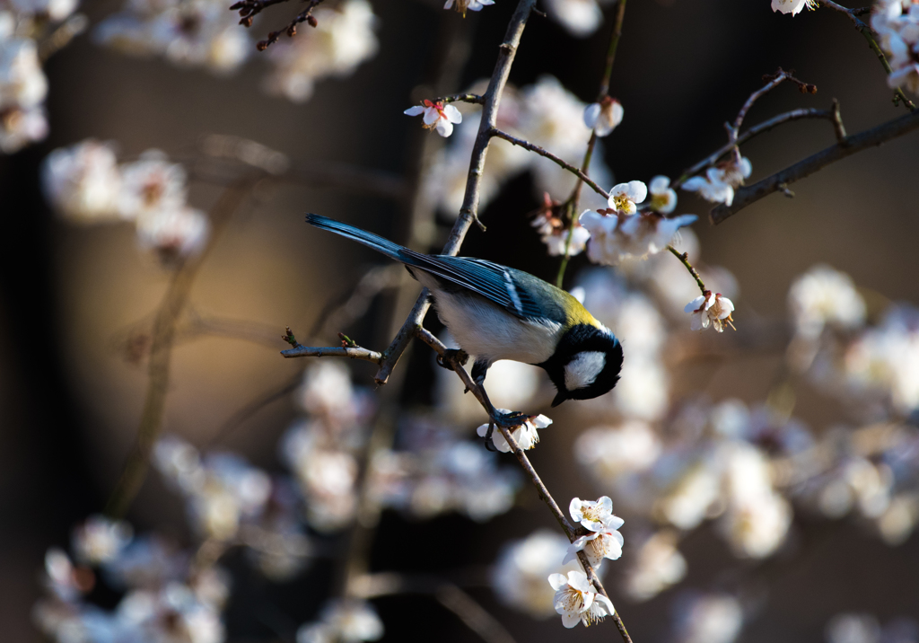 梅の蜜