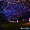 信玄堤の夜桜　満開３