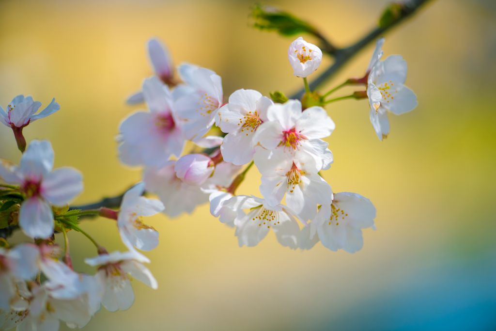 桜2018 #2