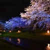 夜桜見物