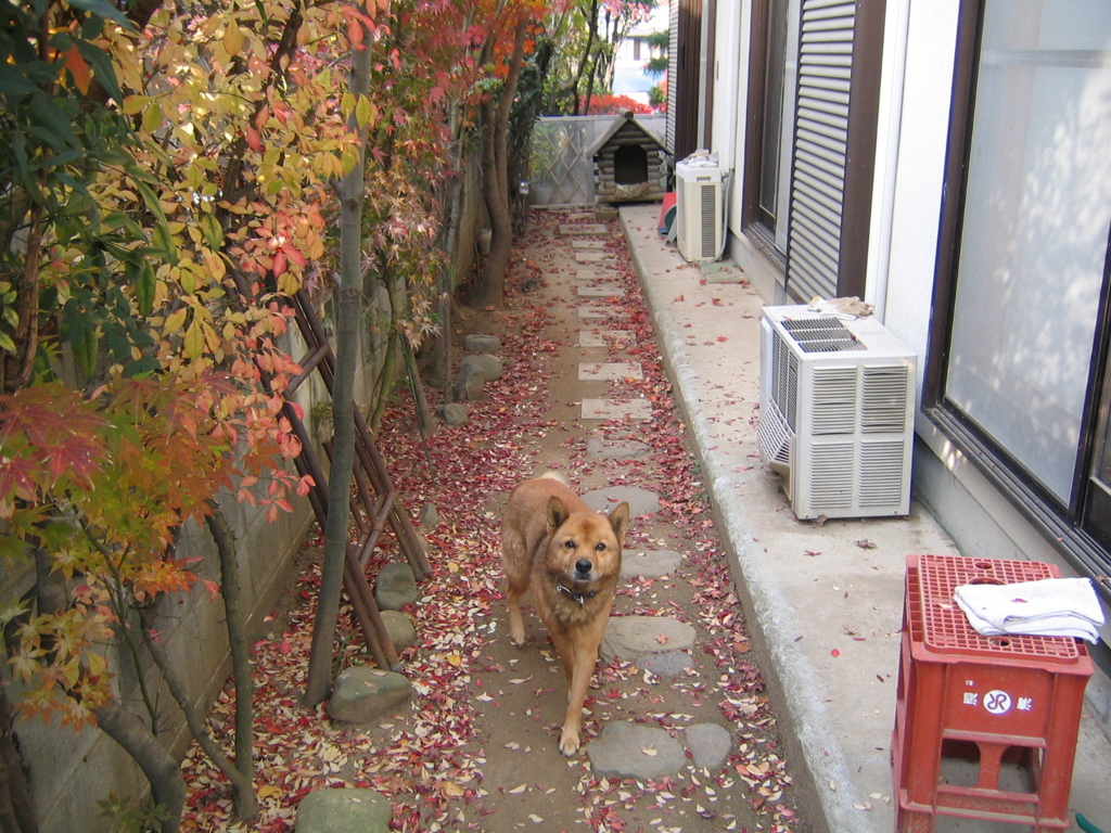 犬がいた風景