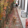 犬がいた風景