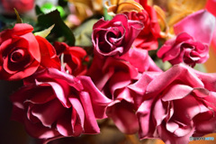 薔薇