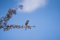 鳥と桜と青空