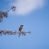 鳥と桜と青空