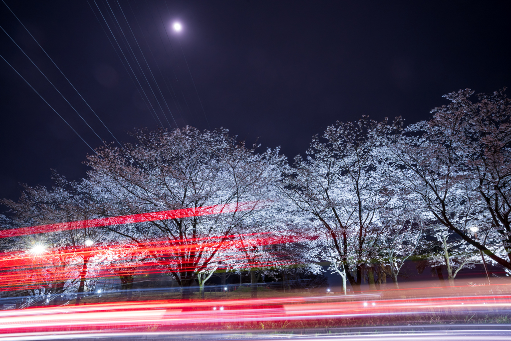 桜とおぼろ月