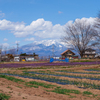 春の八ヶ岳