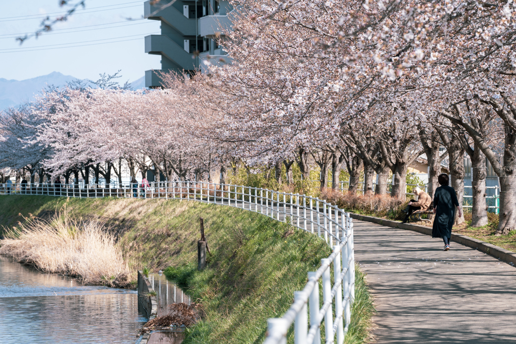 walk alone #桜編