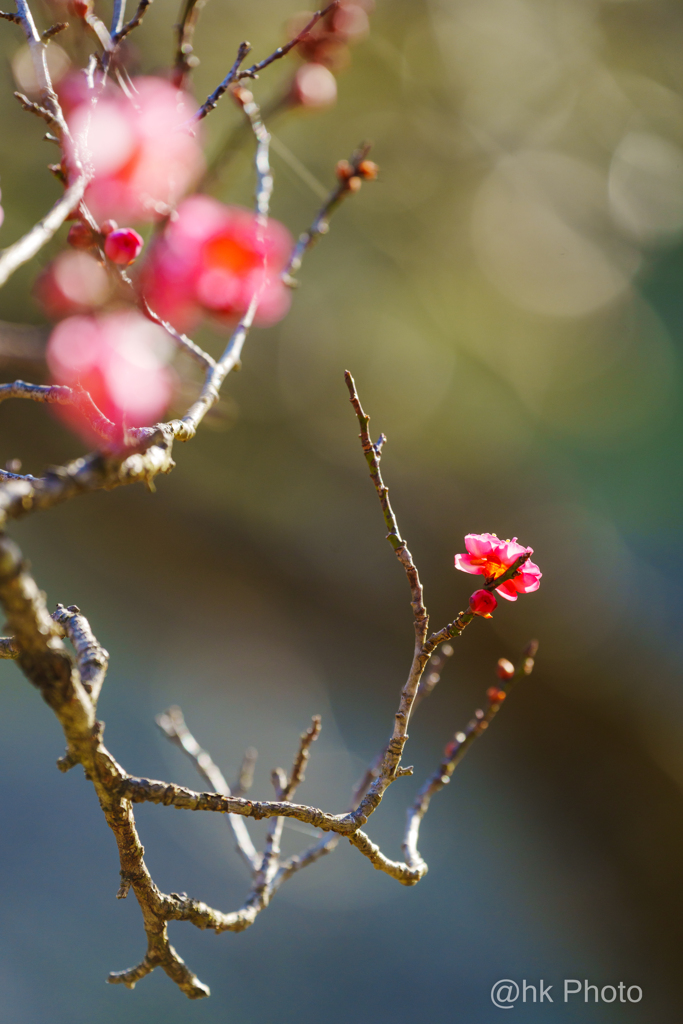 春はすぐそこ