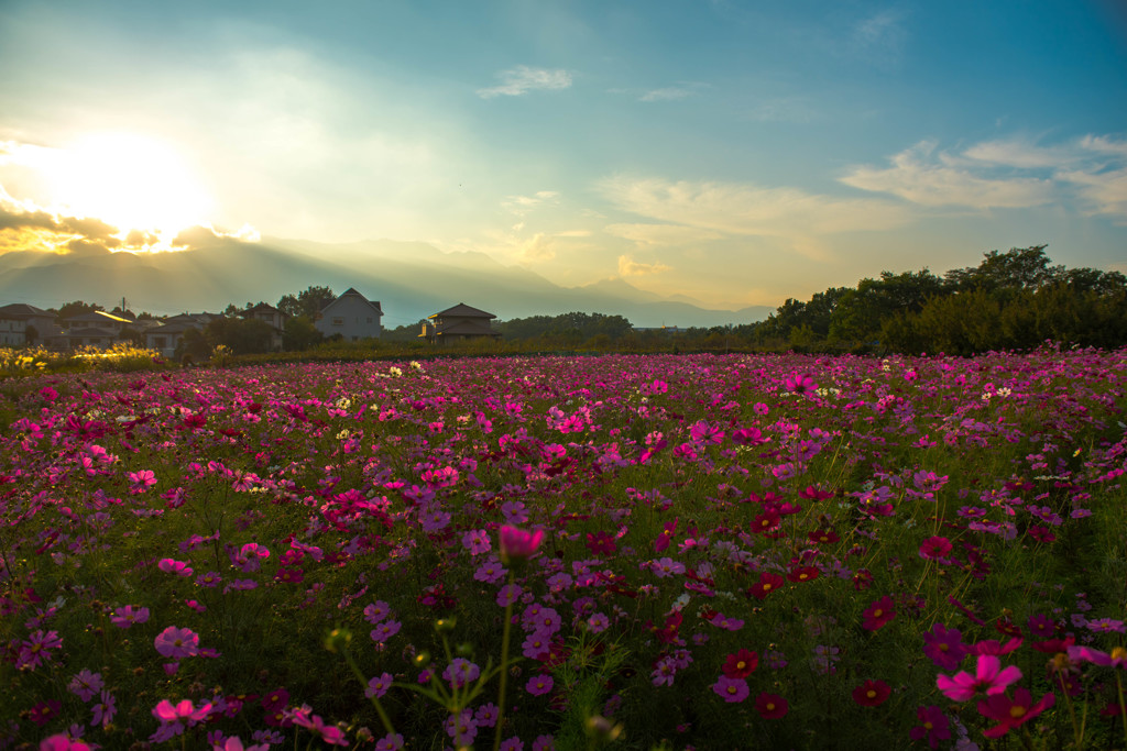 花畑 #2