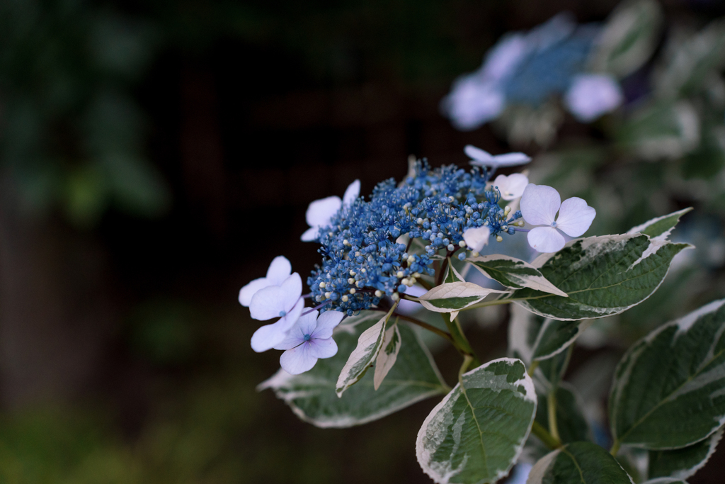 rainy blue