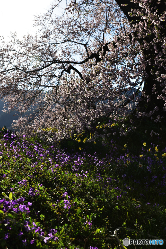 桜のある風景